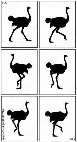 Vintage ostrich silhouette animation sequence, set of 6 bird motion frames from 1875, antique zoopraxiscope style walking ostrich vector illustrations