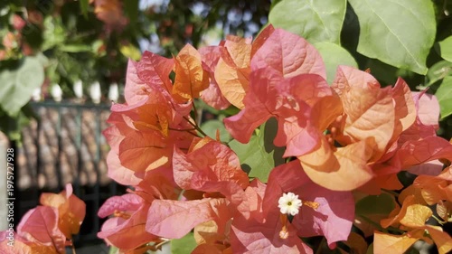 Blooming Red Bougainvillea Flowers at the Garden