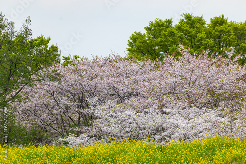 秋ヶ瀬公園の桜と菜の花