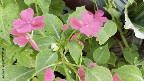 Blooming Red Bougainvillea Flowers at the Garden