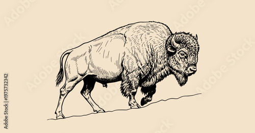 Bilde på lerret Hand-drawn American Bison Illustration in Vintage Engraving Style