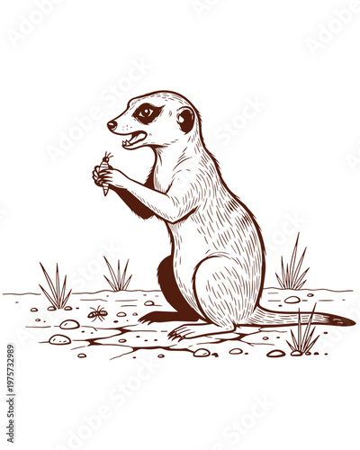 Hand-drawn meerkat illustration eating a grub