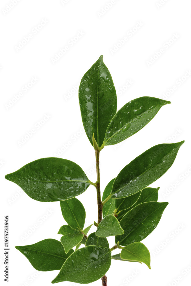 Fototapeta premium small branch with glossy green Evergreen shrub or tree, often grown for its deep green, waxy leaves. 