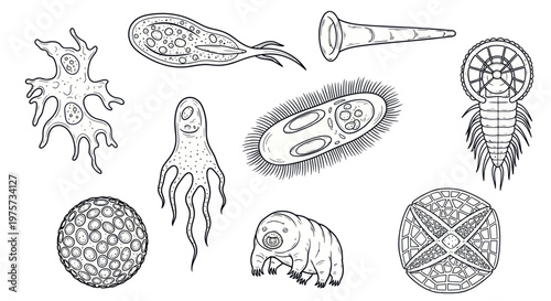 Microscopic marine plankton organisms drawing.