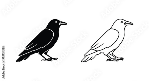 BlackAndWhiteCrowIllustrationComparison Vector