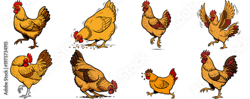 Set of Chicken and Hen Illustrations in Different Poses