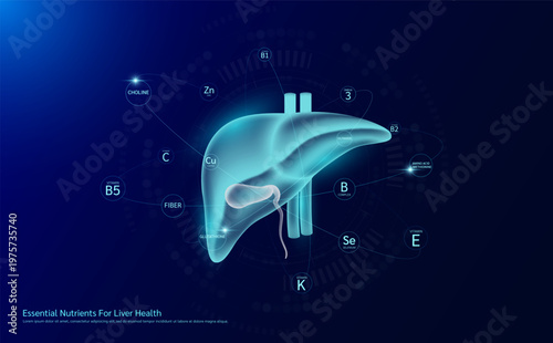 Essential nutrients for heart health. Translucent human organ surrounded Glutathione Vitamins C B1 B6 and Minerals Selenium Zinc . Best supplement for healthy. Health care medical. Vector.