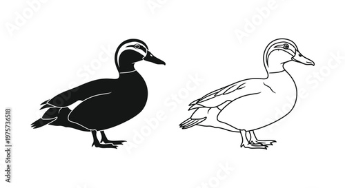 MaleFemaleMallardDuckIllustration Vector