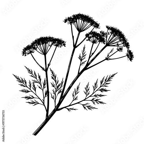 Fennel sprigs with flowers, black and white sketch. Vector illustration. Kitchen herbs and spices isolated on a white background