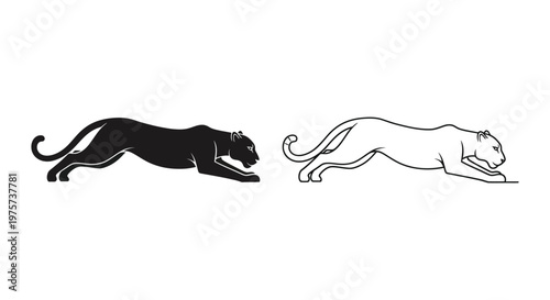 Black Panther vs Leopard Iconic Big Cat Illustrations Vector