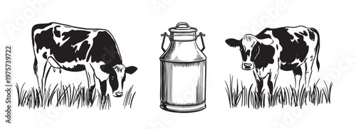 Milk can and Cows chew grass, sketch line drawing	
