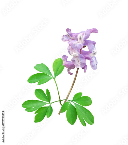 Corydalis cava first spring flower isolated on white background