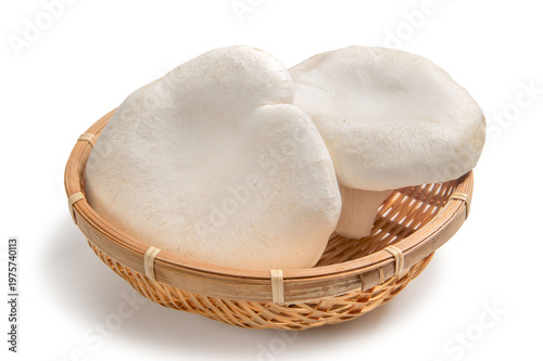 大きな信州あわび茸