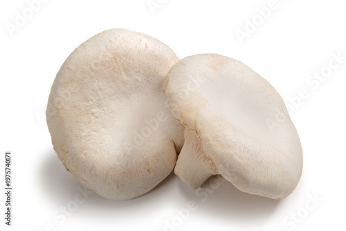 大きな信州あわび茸