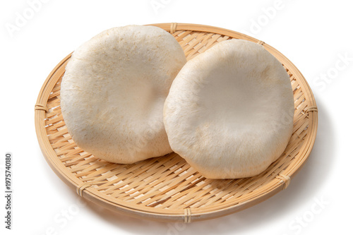 大きな信州あわび茸