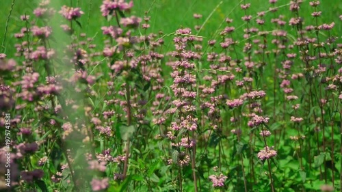 Pink tuberous Jerusalem sage flowers swaying in the wind on a green sunny meadow with beautiful bokeh and lens flares