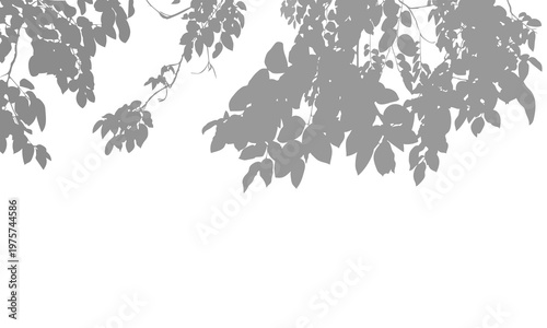 Grey silhouette of tree leaves and branches hanging from the top on an isolated background. Soft, minimalist nature frame for elegant graphic design and creative overlays.