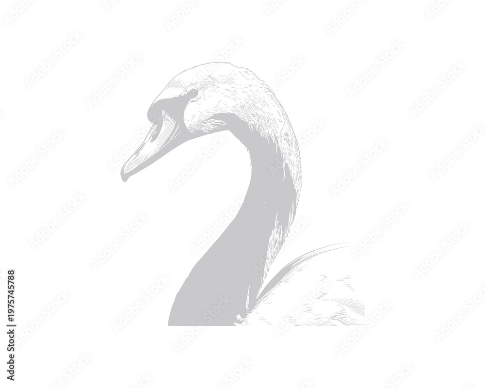 Fototapeta premium Black and white flying swallow bird in mid-air with wings spread against plain background