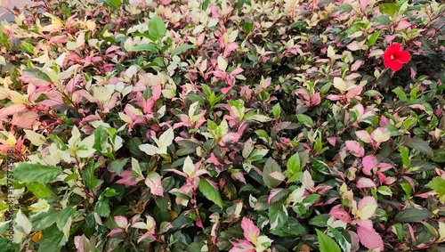 pink and white tulips