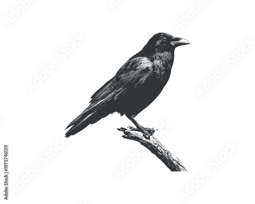 minimalist black and white whale tail breaking ocean surface with water splash illustration