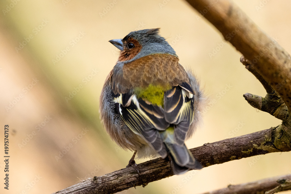 Naklejka premium Chaffinch Is Sitting On Branch