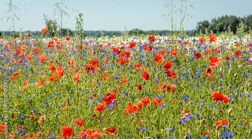 Quadro su tela Close up on blue cornflowers and red field roses in full bloom on a meadow near