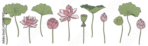 Vintage hand drawn lotus flower, leaf, bud, pod isolated elements collection. Doodle oriental botanical vector illustration for beauty, relax, yoga design