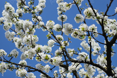 Cherry blossom against blue sky