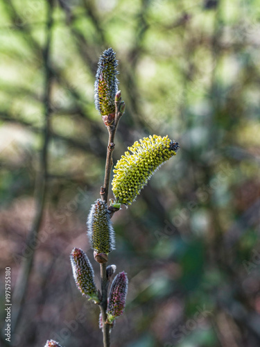 Photography Goat willow, Salix caprea, or great sallow in spring in the UK