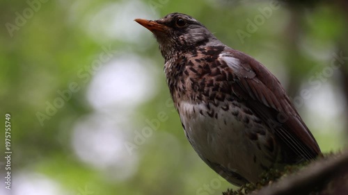 Fieldfare thrush perched on branch with blurred forest background