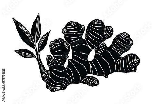 Monochromatic vector of a ginger root with stem and leaves in