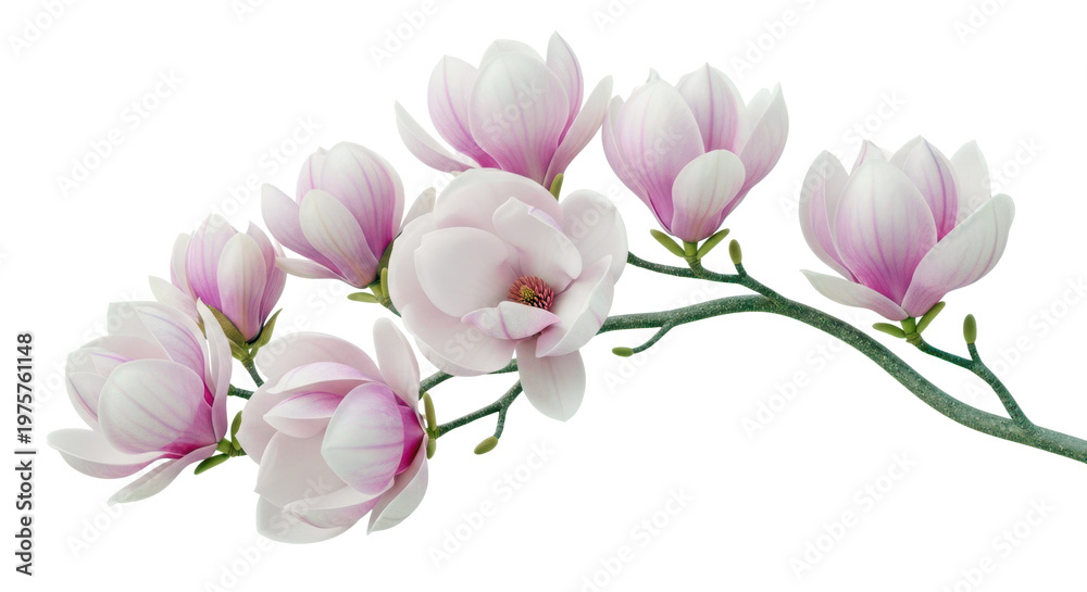 Obraz premium Group of pink magnolia flowers and buds on a branch isolated on transparent background, elegant spring blooms, delicate petals, botanical beauty.