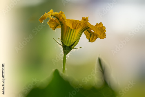 close up of a flower