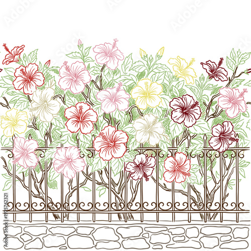 Hibiscus hedge at iron fence marker chalk botanical illustration