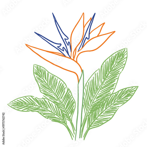 Bird of paradise flower marker chalk style botanical illustration