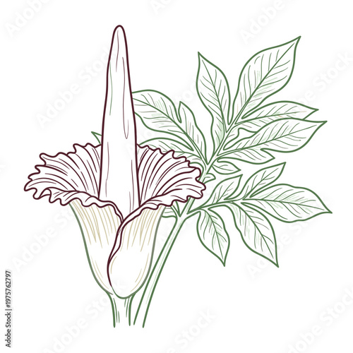 Titan arum Amorphophallus titanum marker chalk style botanical illustration