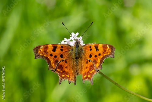 Quadro su tela Nymphalidae / Yırtık Pırtık / Comma Butterfly / Polygonia c-album
