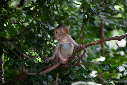 可愛いサル
