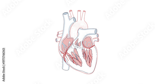 A detailed anatomical illustration of a human heart showing the internal chambers and major blood vessels in a clean outline style on a white background.
