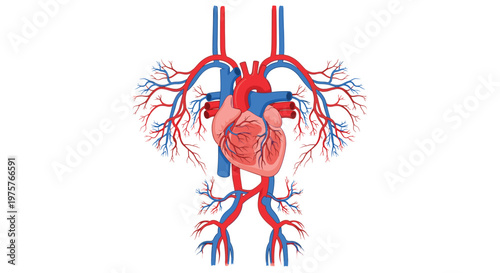A complex anatomical diagram of the human circulatory system showing the heart with branching arteries and veins in vibrant blue and red on white background.