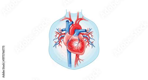 An anatomical view of the human chest cavity highlighting the heart with a glowing red effect on the ventricles against a clean white background in light.