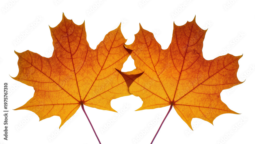 Fototapeta premium Golden Autumn Maple Leaves with Purple Stems Close-Up