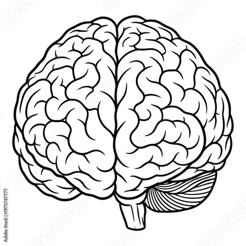 Detailed line drawing of a human brain showcasing its complex surface and structure