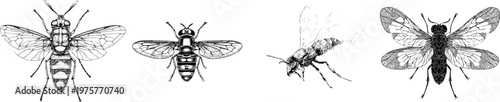 A detailed, monochrome illustration of a hoverfly imitating a wasp in mid-flight features sharp black ink outlines against a solid white background, showcasing clear boundaries and symmetrical