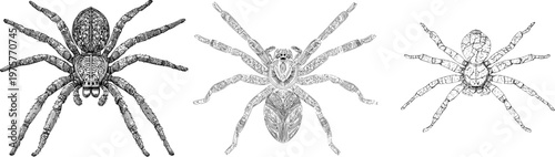 A detailed huntsman spider illustration showcases a wide sprawl with sharp black ink outlines against a solid white background in monochrome coloring book style