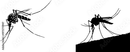 A detailed mosquito adult profile rests in stark black silhouette against a pure white background, showcasing crisp high-contrast edges and minimalist stencil design, perfectly suited for tracing