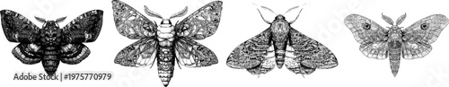 This intricate illustration depicts a detailed owl moth with massive wing patterns, sharp black ink outlines, and monochrome coloring in a symmetrical, flat 2D graphic style against a solid white