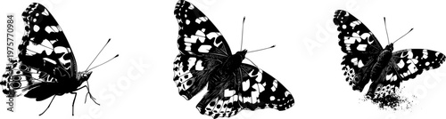 A detailed Painted Lady butterfly in a dynamic pose, rendered with stark black silhouette against a pure white background, showcasing crisp high contrast edges and minimalist stencil design, ready