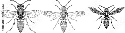 A detailed paper wasp illustration showcases a strikingly aggressive stance with sharp black ink outlines against a solid white background, rendered in monochrome coloring book style with clear