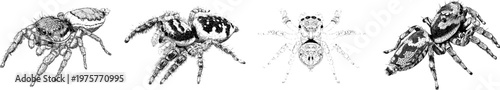 A detailed peacock spider in a complex mating dance pose is depicted with sharp black ink outlines against a solid white background, showcasing monochrome coloring book style clarity and flat 2D